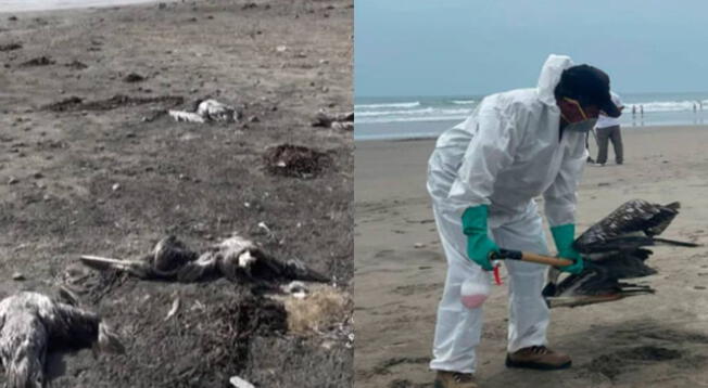 Gripe Aviar en Perú: Se registra muerte de más de 13,000 aves marinas por influenza