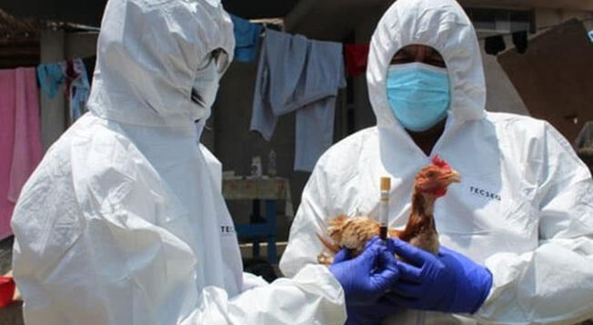 Senasa informa que Perú ingresa a emergencia sanitara por la difusión de la gripe aviar