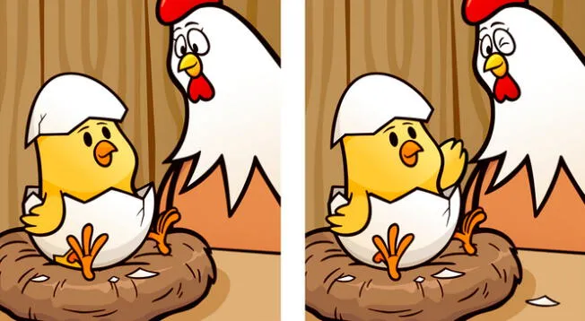 Encuentra en pocos segundos las 5 diferencias del reto de la mamá gallina y su pollito.