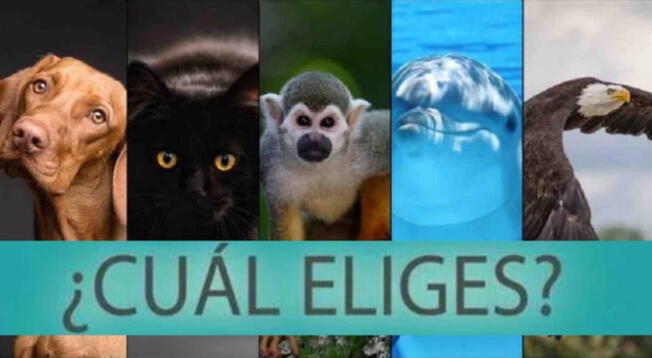 Elige uno de los animales en este test viral y conoce si eres alguien egoísta