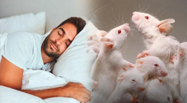 Revisa en esta nota cuál es el significado de soñar con ratas