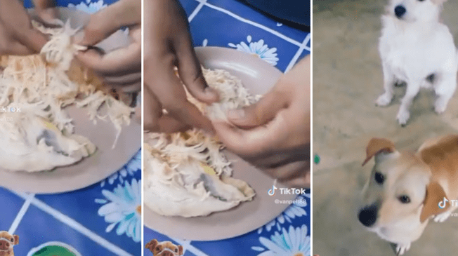 TikTok: Mujer prepara la dieta para los engreídos de la casa, sus dos perritos