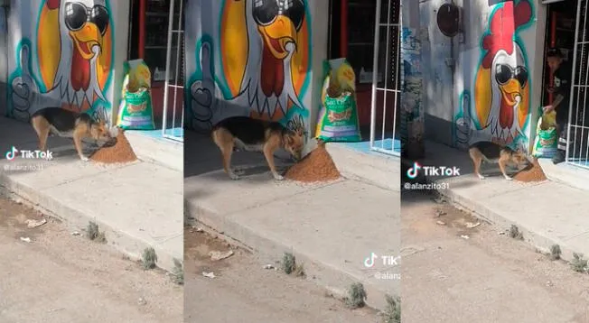 El animal generó ternura en miles de usuarios de TikTok.