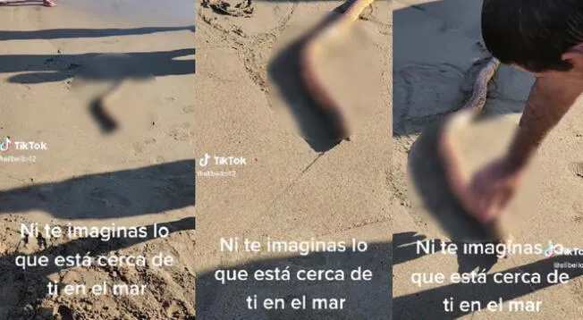 Hombre encontró extraña criatura en las orillas del mar y quedó en 'shock'.