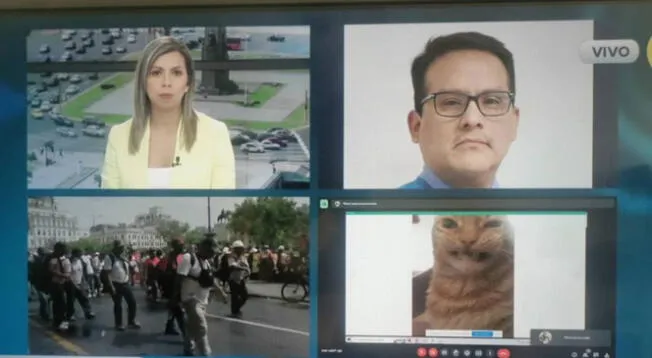 Meme de gato sale en plena transmisión en vivo y divierte a usuarios