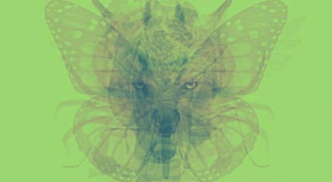 ¿Qué animal ves primero Tu respuesta en este test revelará qué tipo de persona eres ¿Qué animal ves primero Tu respuesta en este test revelará qué tipo de persona eres