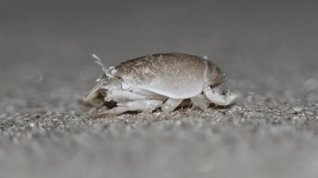 Muchos aseguran que pueden traer bacterias y otros tan solo están fastidiados por su mera presencia.