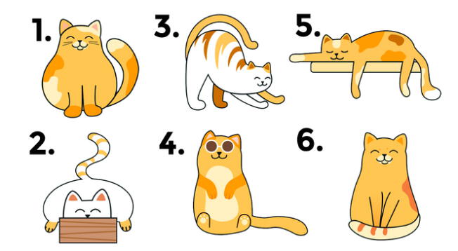 Tienes seis opciones, pero solo debes escoger el gato que más te guste para que conozcas más de ti. Tienes seis opciones, pero solo debes escoger el gato que más te guste para que conozcas más de ti.
