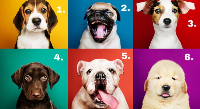 ¿Qué perro te identifica? Deja que este test de personalidad te sorprenda