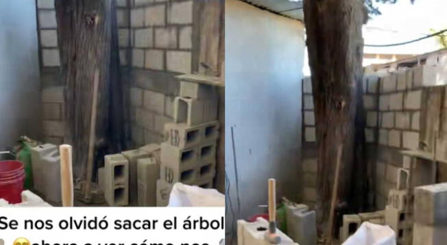 Albañiles olvidaron árbol en medio de construcción y lo expusieron en TikTok