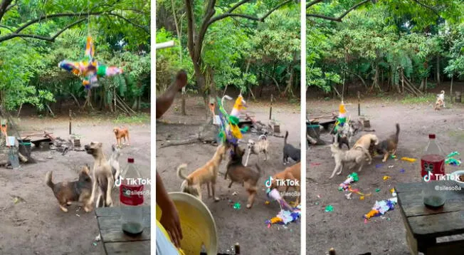 La fiesta se salió de control, debido a que los perros hicieron de las suyas.