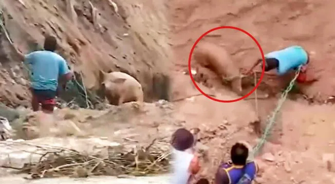 Poblador rescata a cerdo en medio de las fuertes lluvias.