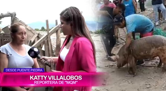 Mujer dueña del chancho rescatado en el río Chillón reveló que su animal terminó cocinado por vecinos