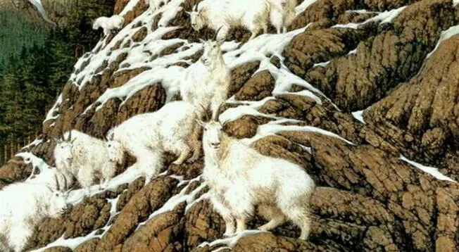 Solo los más inteligentes verán a todas las cabras en esta imagen.