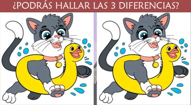 Intenta encontrar cada una de las diferencias en este tierno gato.