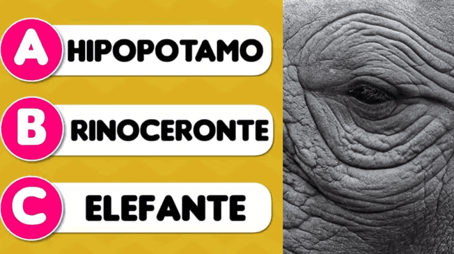 ¿Podrás resolver este acertijo visual nivel rey de l jungla? ¿Podrás resolver este acertijo visual nivel rey de l jungla?