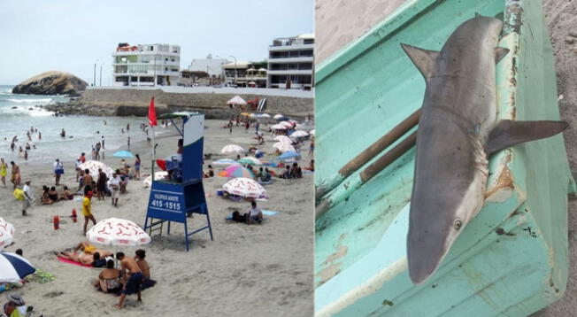 Reportan cría de tiburón en Punta Hermosa