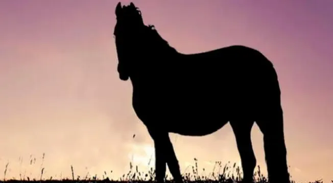 ¿Para qué dirección mira el caballo? Descubre si eres sincero en segundos ¿Para qué dirección mira el caballo? Descubre si eres sincero en segundos
