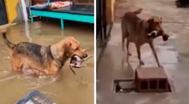 Tras darse cuenta que sus crías habían fallecido, la perrita los colocó en un lugar seguro.