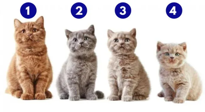 El test de personalidad de los tiernos gatitos