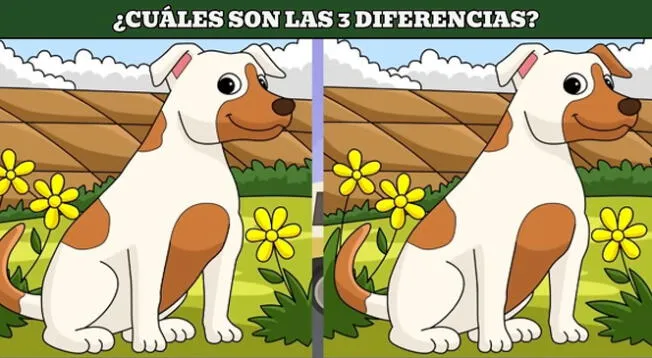 Reto visual de las 3 diferencias entre perritos: tienes 8 segundos