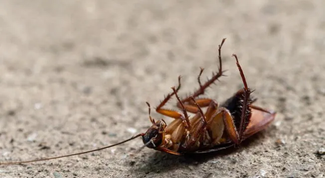 ¿Haz visto más de una vez cucarachas en esta posición? Descubre el motivo.