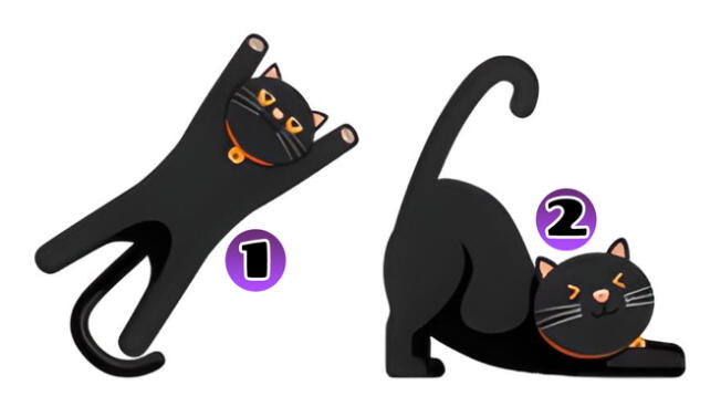 El gato que más te guste revelará si eres una persona fiel .¿Estás listo?