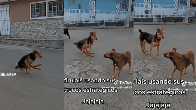 El can sorpredió a todo TikTok con su aparente discapacidad.