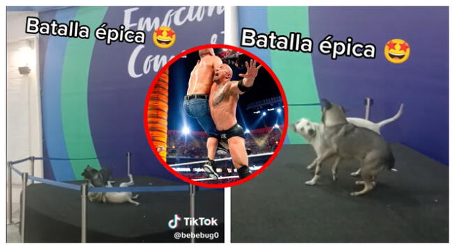 El momento se viralizó en TikTok por los peculiares movimiento de la WWE de los perritos