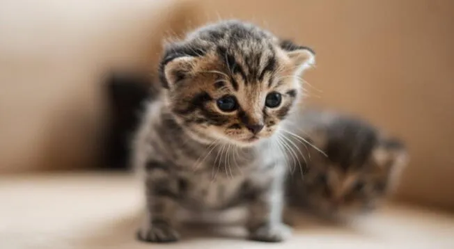 Descubre si tu gato es feliz con estas tres señales