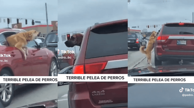 Perros se enfrentan en medio de la pista.