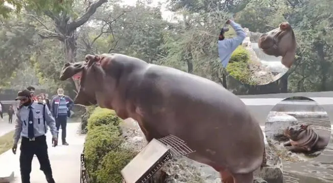 El guardia realizó un arriesgada forma para evitar que este animal escapara de su hábitat.