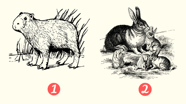 ¿Qué animal más te llamó la atención de este test de personalidad?