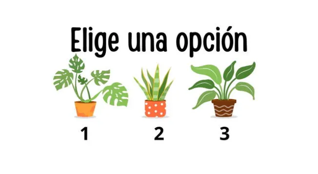 Sé lo más sincero posible con tu elección para que los resultados no sean alterados.