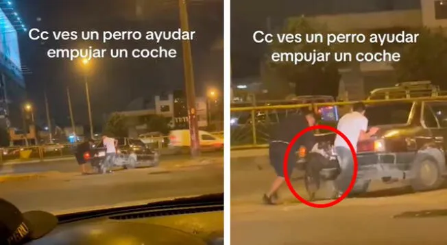 El travieso animal colocó sus patas delanteras detrás del vehículo para tratar de que avanzara.