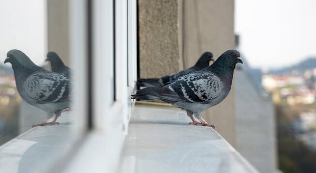 Los mejores consejos para ahuyentar a las palomas de las azoteas de tu casa.