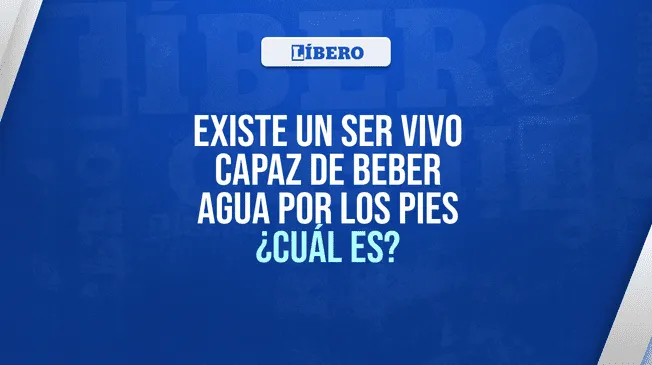 Solo el 3% de los usuarios en redes sociales pudo responder correctamente el desafío. Solo el 3% de los usuarios en redes sociales pudo responder correctamente el desafío.