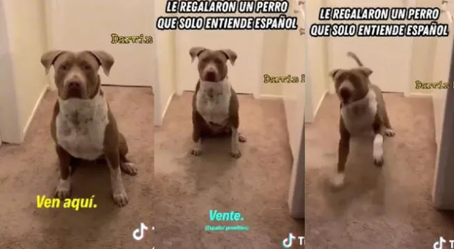 Le Regalan Un Perro Que Solo Obedece En Español Pero Dueño Habla Inglés A La Fuerza Será 7916