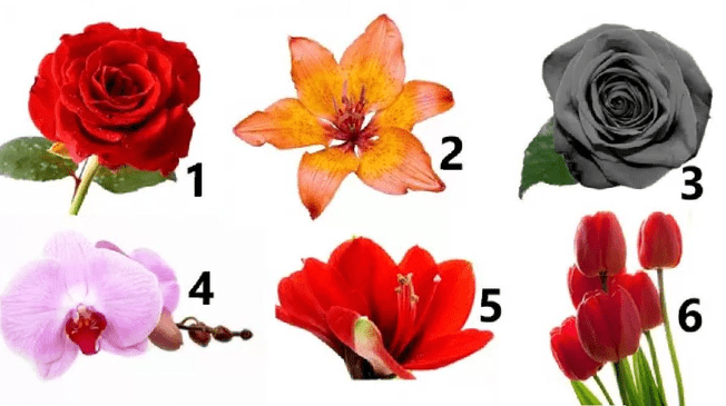 ¿Qué flor es la que prefieres? Elige solo una y conócete más ¿Qué flor es la que prefieres? Elige solo una y conócete más