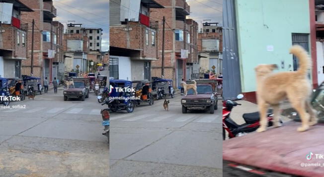 A un perrito no le importó nada y se subió al capo de un auto en pleno movimiento.