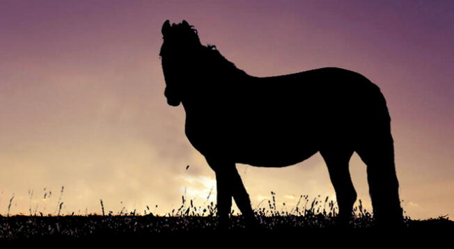 La dirección en la que creas que el caballo está mirando revelará detalles impresionantes de tu personalidad.