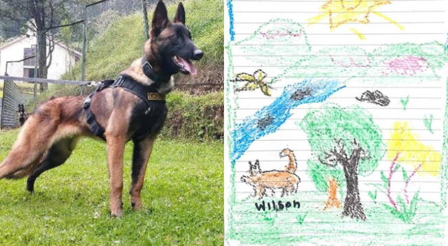 Militares colombianos iniciaron ardua búsqueda para encontrar al perro rescatista llamado Wilson.