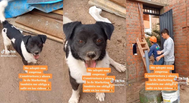 Empresa de construcción adoptó a un 'compañerito perruno' y se hace viral en las redes sociales.