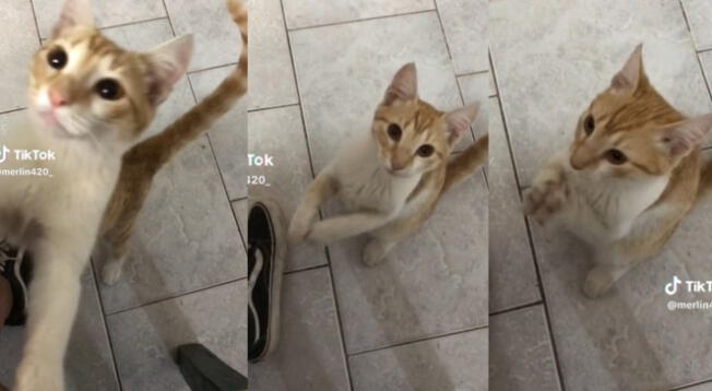 Gatito es sensación en redes sociales al bailar "Mentirosa" del grupo Ráfaga.