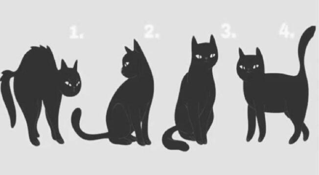 Selecciona uno de los gatos y conócete mejor en base a tu respuesta Selecciona uno de los gatos y conócete mejor en base a tu respuesta