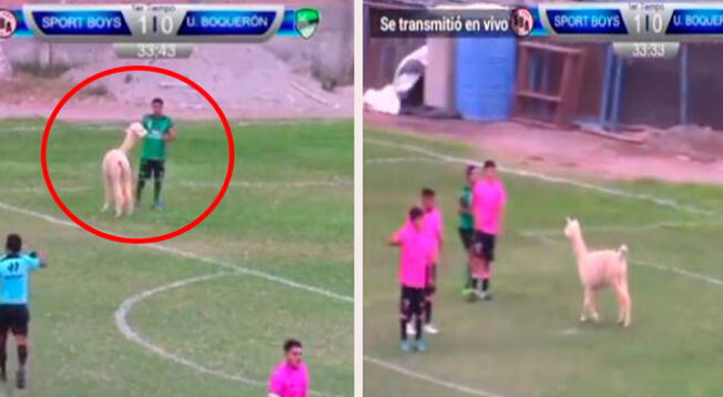 Ante la presencia del animal en la cancha, el árbitro detuvo el partido por unos minutos.