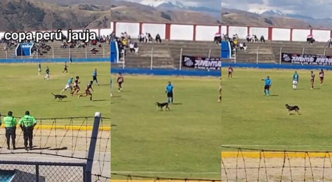 La Copa Perú se vio interrumpida durante unos segundos por la suspicacia de un perrito curioso.