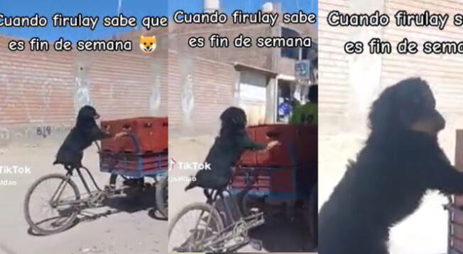 Perrito es tendencia en TikTok por llevar triciclo con cajas de cerveza junto a su dueño.