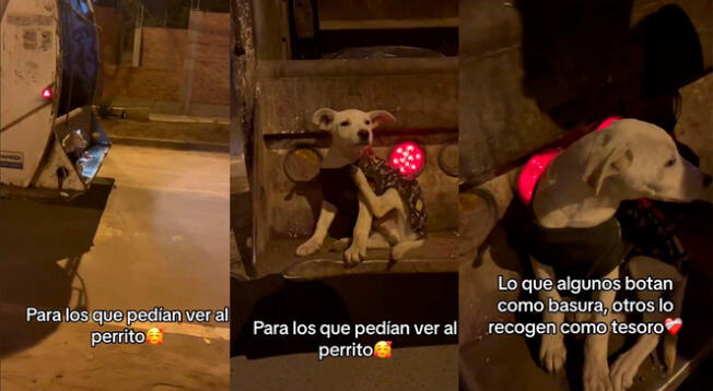 Conoce más detalles de la historia de un perrito que fue rescatado de la basura.