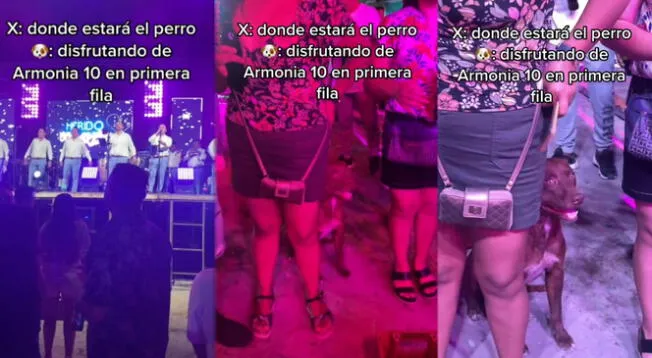 Usuarios qudaron enamorados del perrito que disfrutó el concierto de Armonia 10